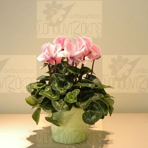 Εικόνα της Κυκλάμινο φυτό ροζ