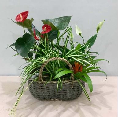 Picture of Plants Arrangement