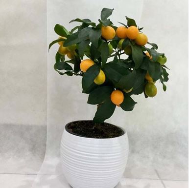 Picture of Calamontin