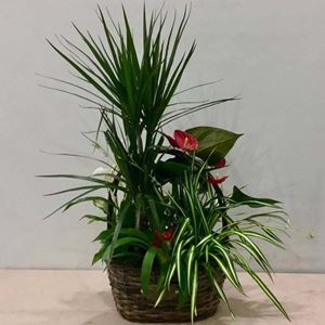 Picture of Plants Arrangement