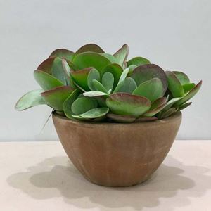 Picture of Succulent Arrangement