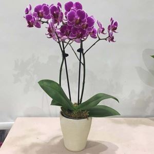 Picture of Orchid Phalaenopsis