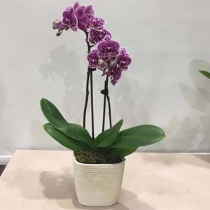 Picture of Orchid Phalaenopsis