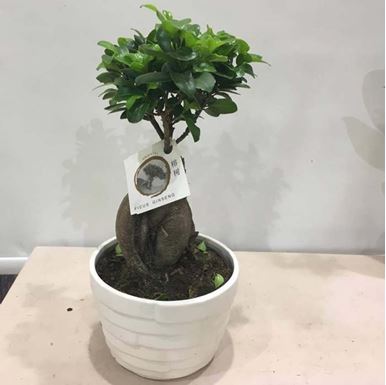 Picture of Bonsai Small Size