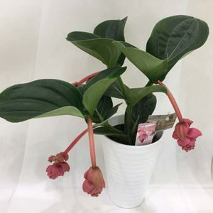 Picture of Medinilla