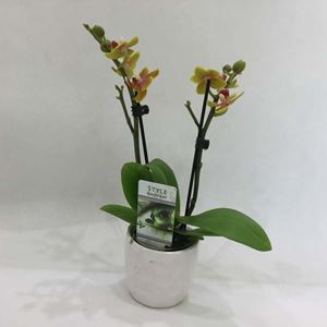 Picture of Orchid Phalaenopsis