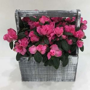 Picture of Azalea in Wood Basket.