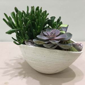 Picture of Succulent Arrangement