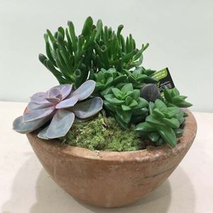 Picture of Succulents Arrangement