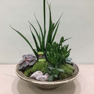 Picture of Succulent Arrangement