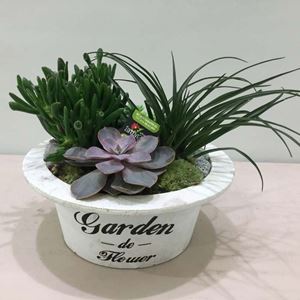 Picture of Succulent Arrangement