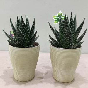 Εικόνα της Φυτό Aloe 