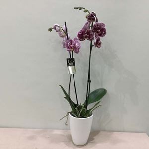 Picture of Orchid Phalaenopsis