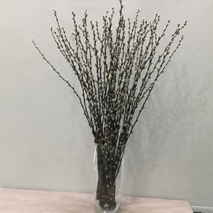 Picture of Salix Stems