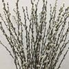 Picture of Salix Stems