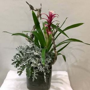 Picture of Gusmania Arrangement