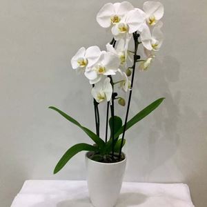 Picture of Orchid Phalaenopsis