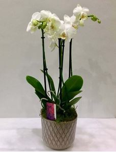 Picture of Orchid Phalaenopsis Midi