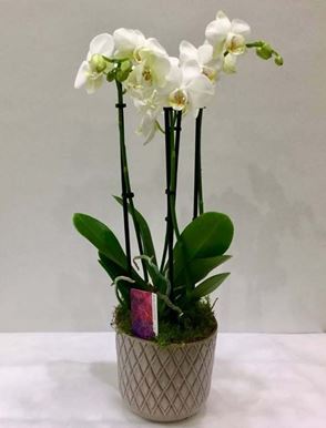 Picture of Orchid Phalaenopsis Midi