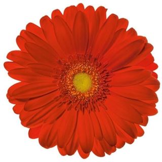 Picture of GERBERA