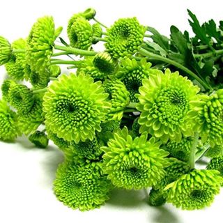 Picture of CHRYSANTHEMUM