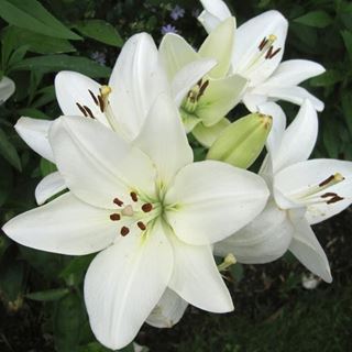 Picture of LILIUM