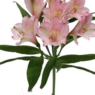 Picture of ALSTROMERIA