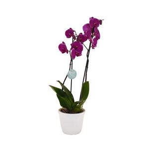 Picture of Orchid Phalaenopsis