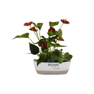 Picture of Anthurium Arrangement