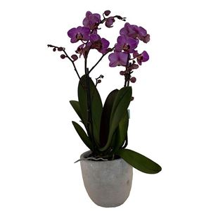 Picture of Orchid Phalaenopsis