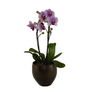 Picture of Orchid Phalaenopsis