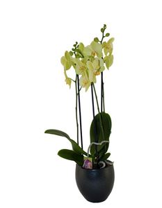 Picture of Orchid Plant