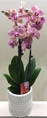 Picture of Orchid Phalaenopsis Pink  