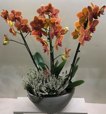Picture of Orchid Phalaenopsis with plant