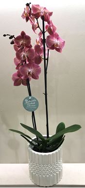 Picture of Orchid Phalaenopsis Pink