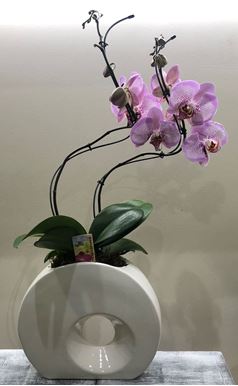 Picture of Phalaenopsis Orchid