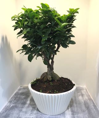 Picture of Bonsai