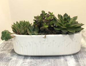 Picture of Succulent arrangement