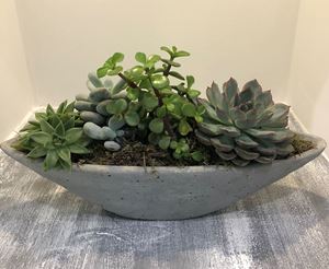 Picture of Succulent Arrangement