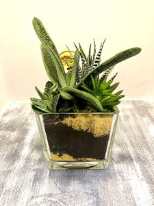 Picture of Succulent Arrangement 0035