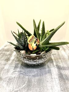 Picture of Succulent Arrangement 0036