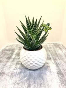 Picture of Aloe Tiki