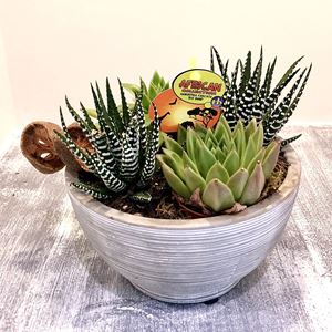 Picture of Succulent Arrangement 0037