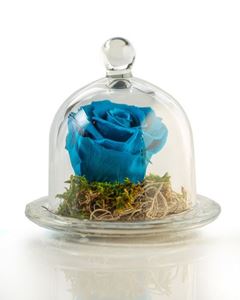 Picture of Forever Rose Blue Small