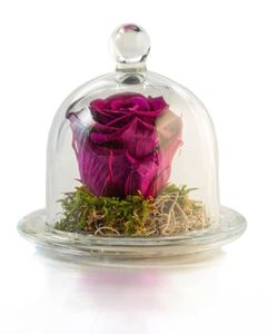 Picture of Forever Rose Purple Small