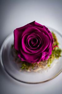 Picture of Forever Rose Purple Small