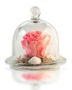 Picture of Forever Rose Pink Small