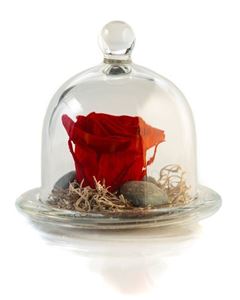 Picture of Forever Rose Red Small