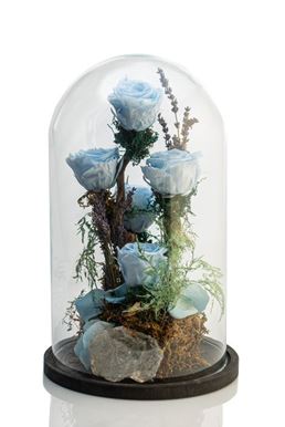Picture of Forever Rose Light Blue Giant