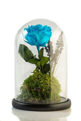 Picture of Beauty & The Beast Turquoise